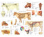 Anatomical chart of a cow's nervous system, bones, and other systems on a white background.