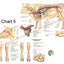 Anatomical chart of a cow with labeled blood vessels and organs on a white background.