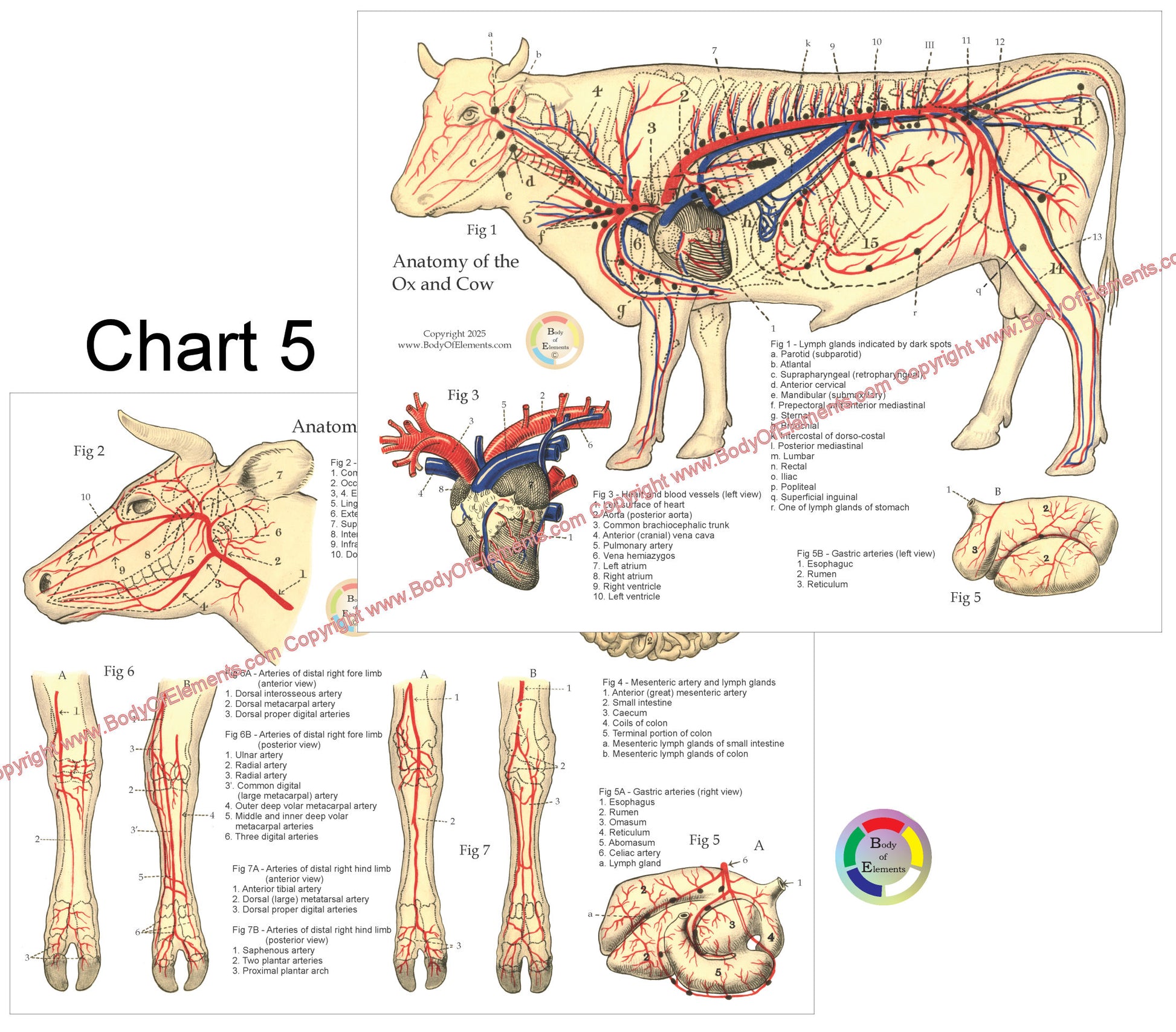 Anatomical chart of a cow with labeled blood vessels and organs on a white background.