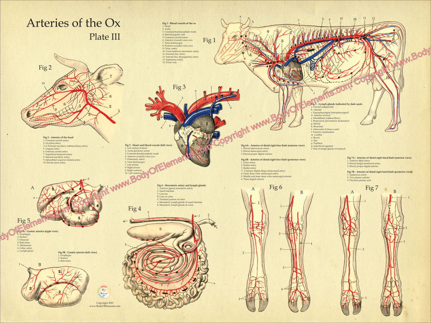 Cow Vascular Anatomy Poster