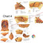 Anatomical chart of the cow's organs with labeled diagrams on a white background.