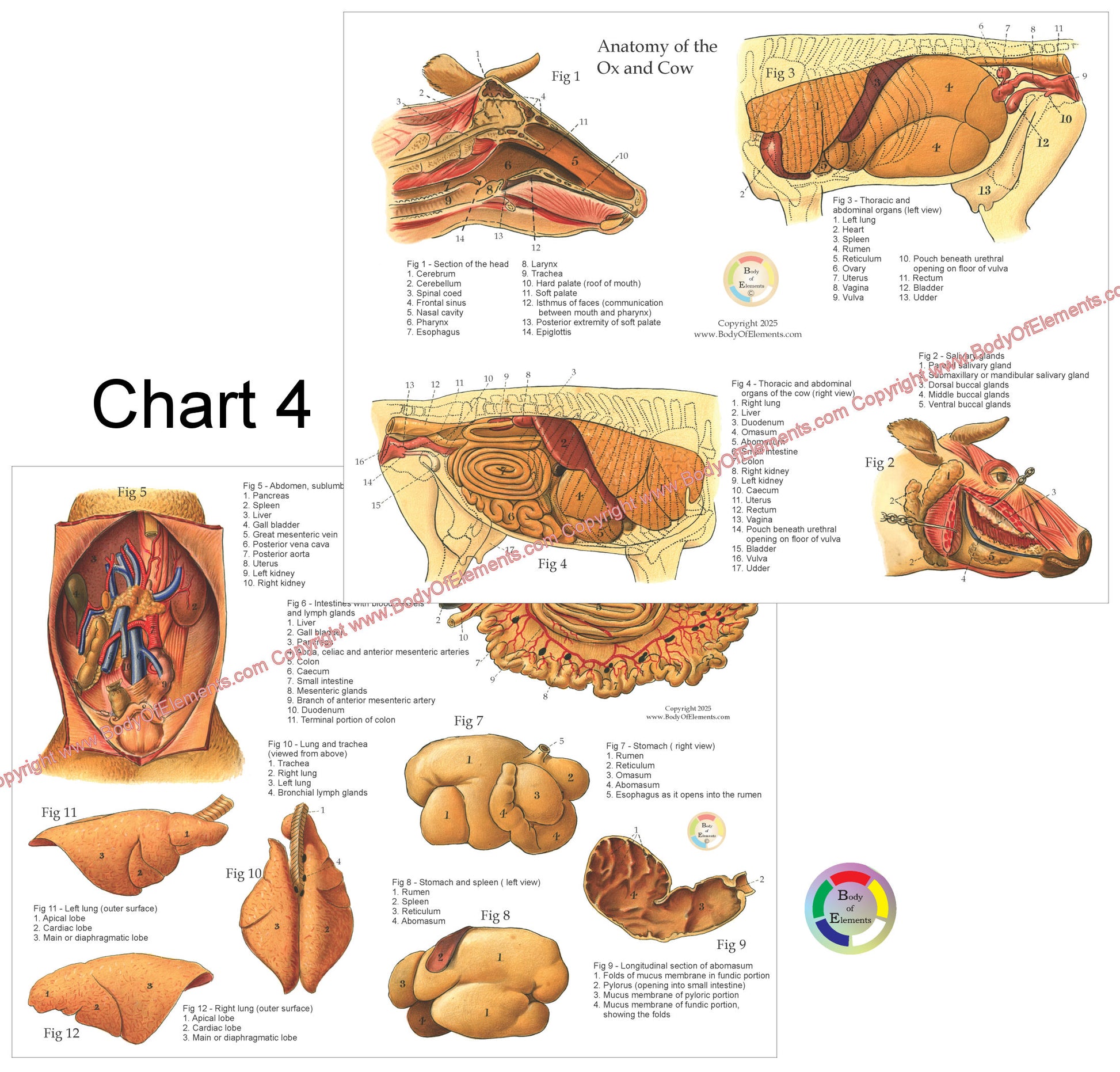 Anatomical chart of the cow's organs with labeled diagrams on a white background.