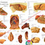 Cow Internal Anatomy Poster