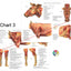 Anatomy chart of the ox and cow focusing on muscle structure.