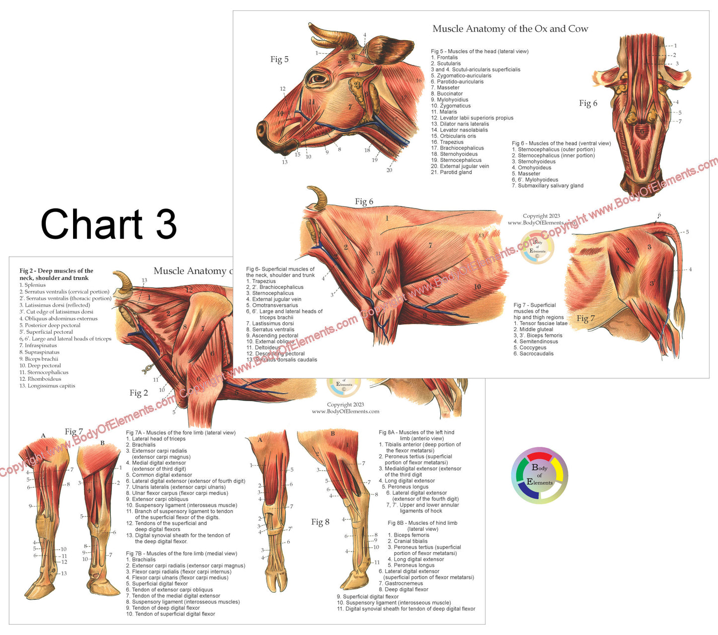 Anatomy chart of the ox and cow focusing on muscle structure.