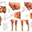 Cow Muscle Anatomy Poster