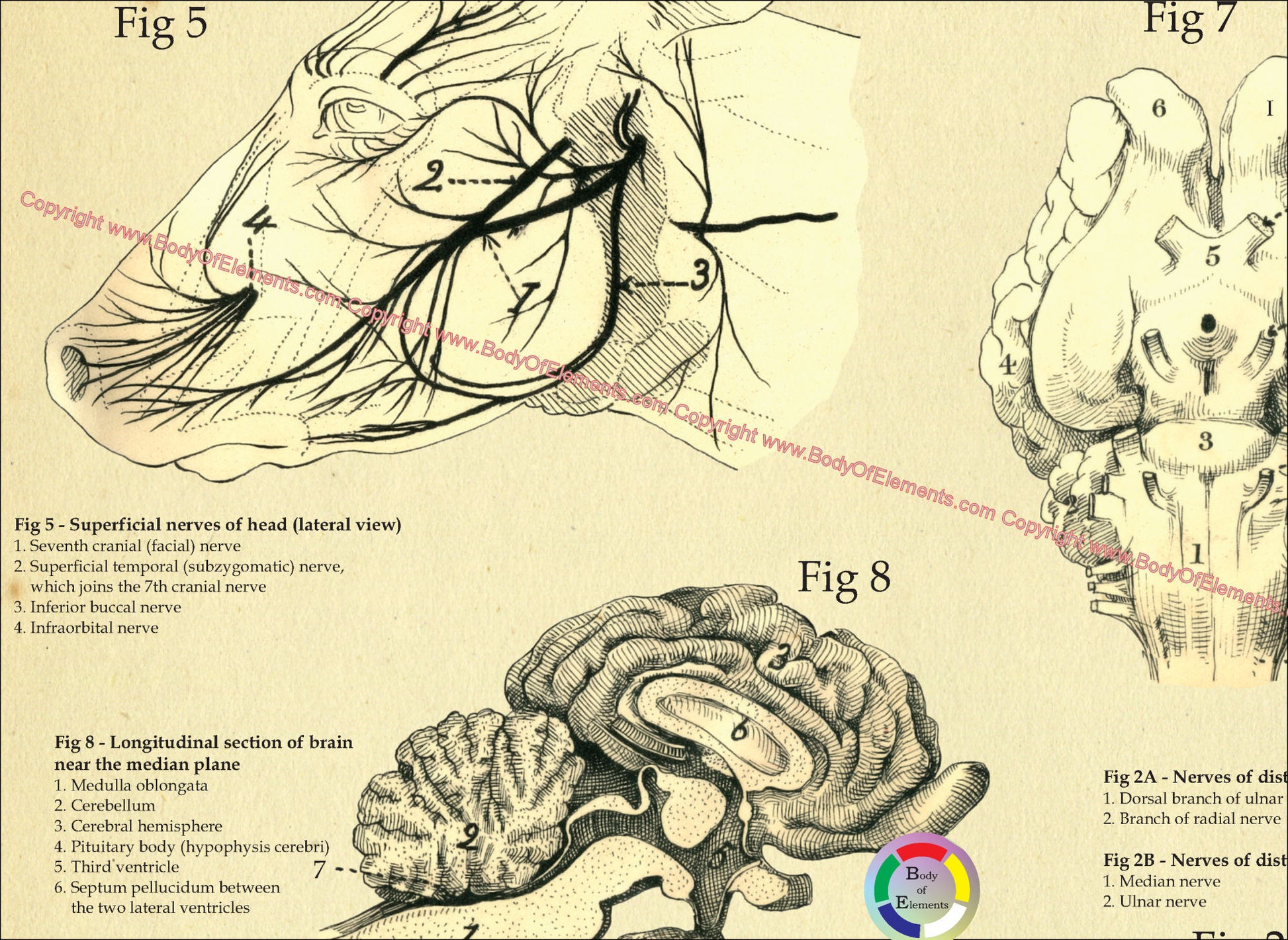 Cow Brain Anatomy Normal Anatomy Of The Brain: What You Need To Know