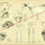 Cow Nervous System Anatomy Poster 18" X 24"