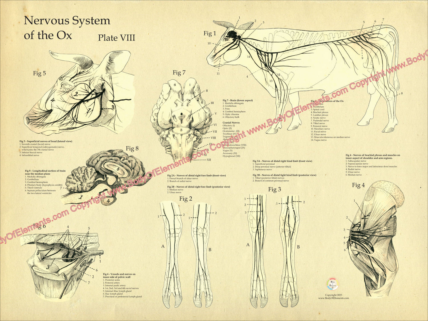 Cow Nervous System Anatomy Poster 18" X 24"