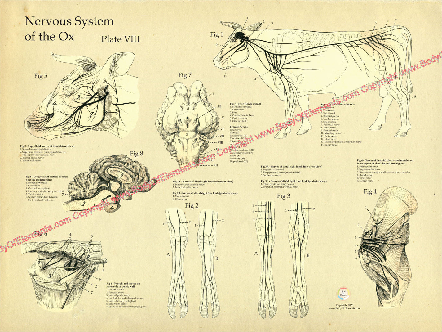 Cow Nervous System Anatomy Poster 18