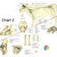 Anatomical chart of the nervous system of an ox with labeled parts.