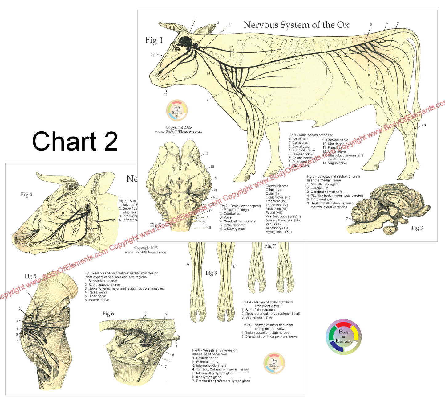 Anatomical chart of the nervous system of an ox with labeled parts.