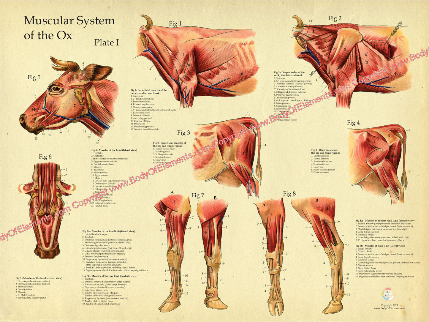 Cow Muscle Anatomy Poster