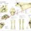 Cow Nervous System Anatomy Poster 18" X 24"