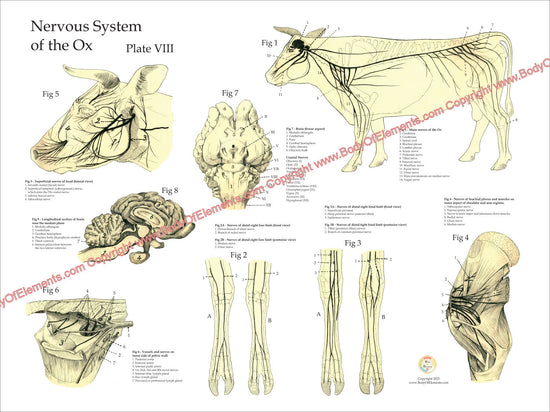 Cow Nervous System Anatomy Poster 18