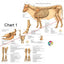 Anatomical chart of the bones of an ox and cow with labeled parts on a white background.
