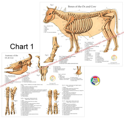 Anatomical chart of the bones of an ox and cow with labeled parts on a white background.