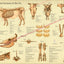 Cow Skeletal Anatomy Poster