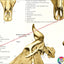 Cow Skull Anatomy Poster