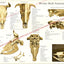 Cow Skull Anatomy Poster
