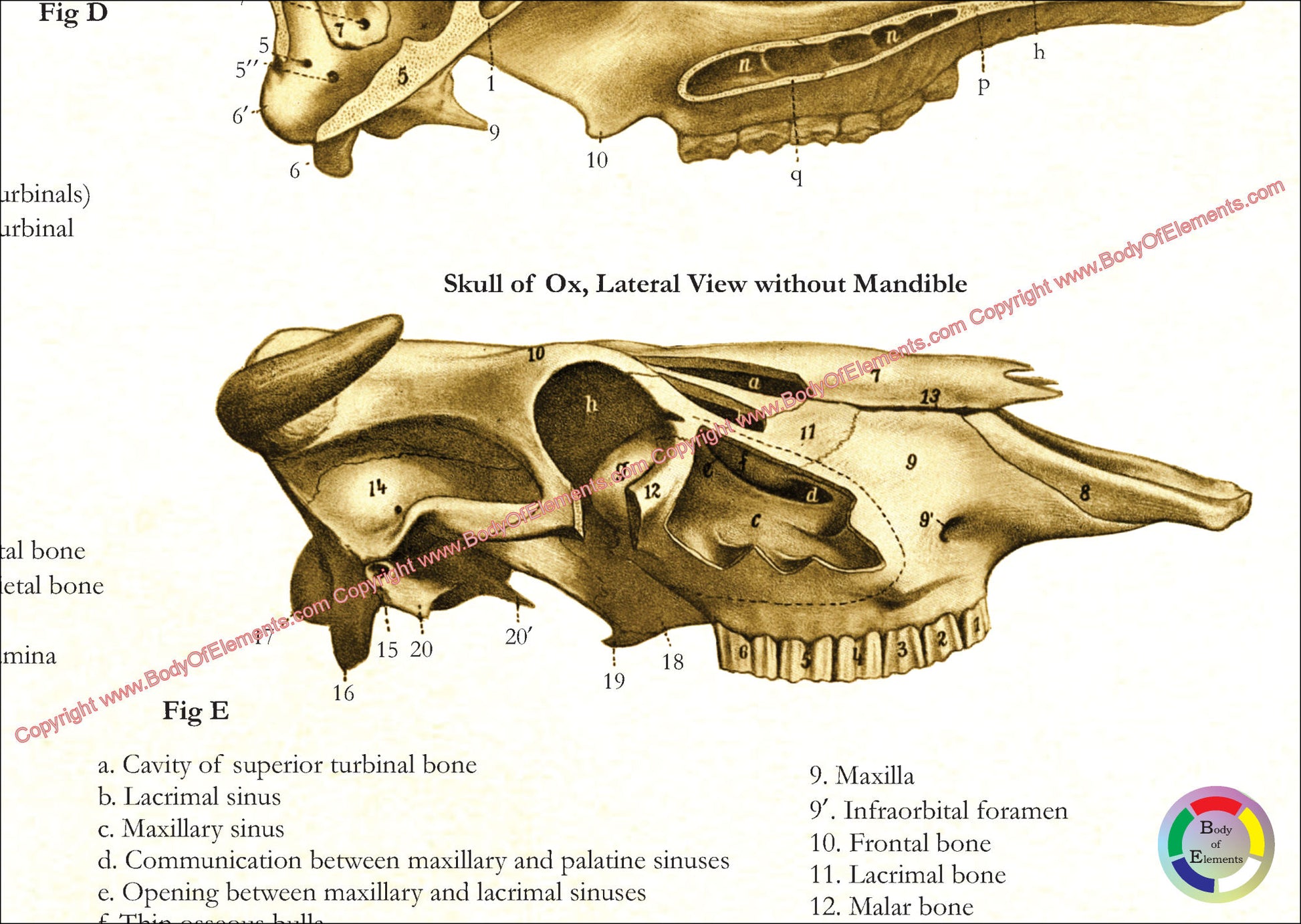 Cow Skull Anatomy Poster
