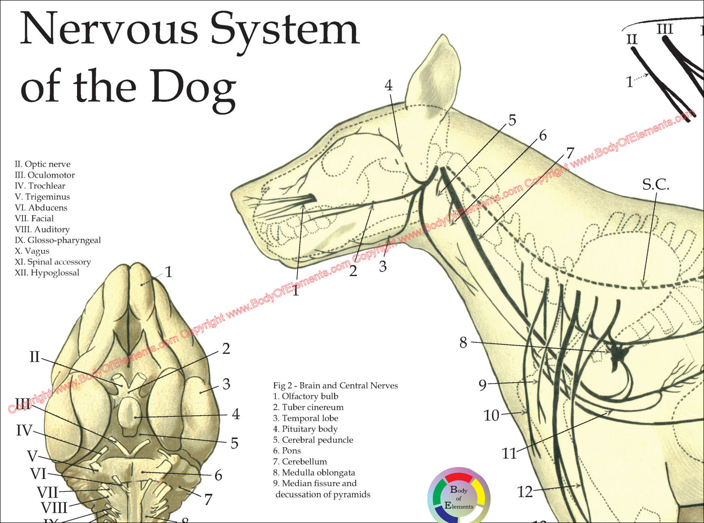 Dog Nervous System Anatomy Poster