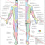 Cutaneous innervation of the peripheral nerves chart