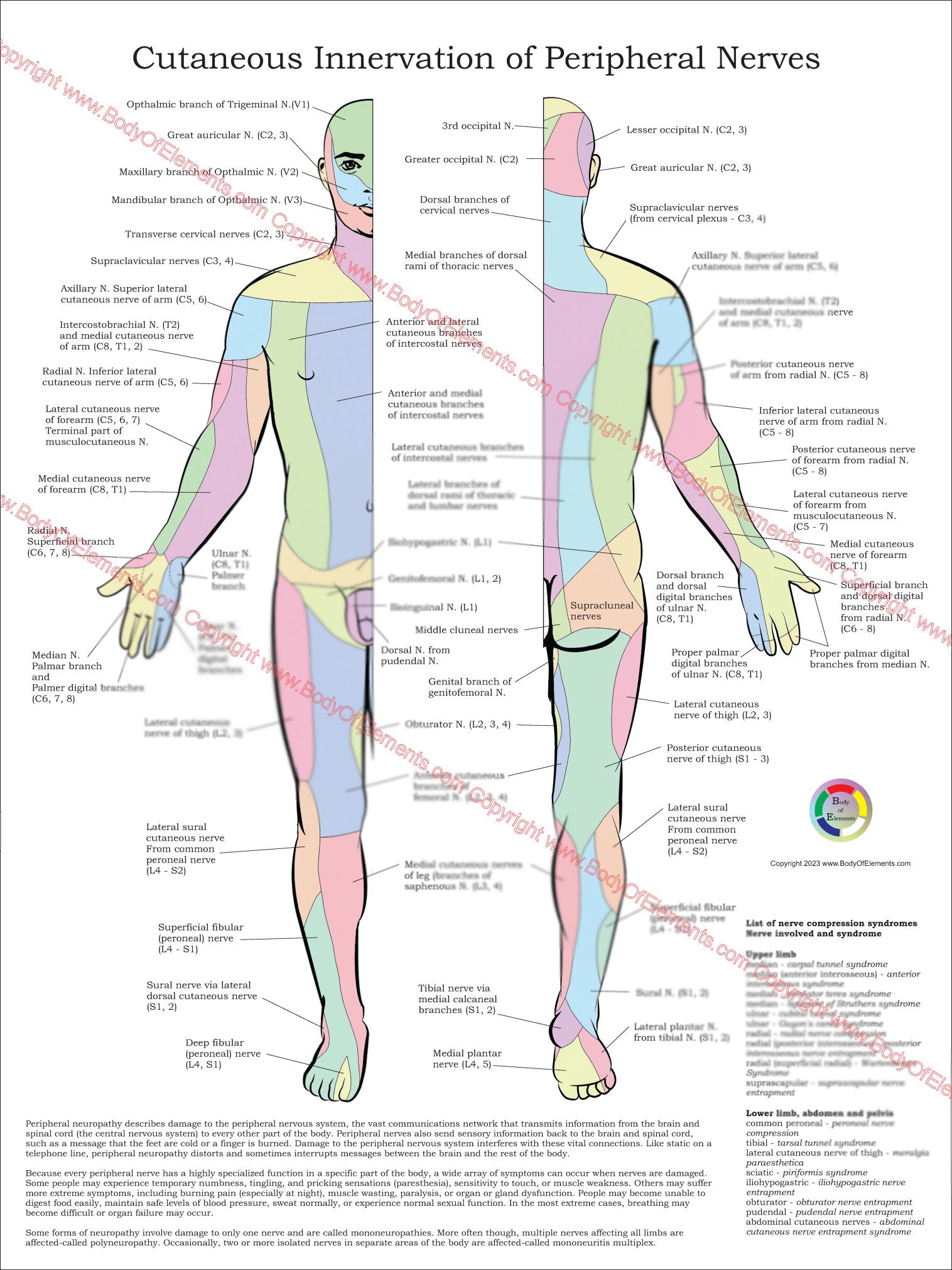 Cutaneous innervation of the peripheral nerves chart