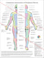 Cutaneous innervation of the peripheral nerves chart