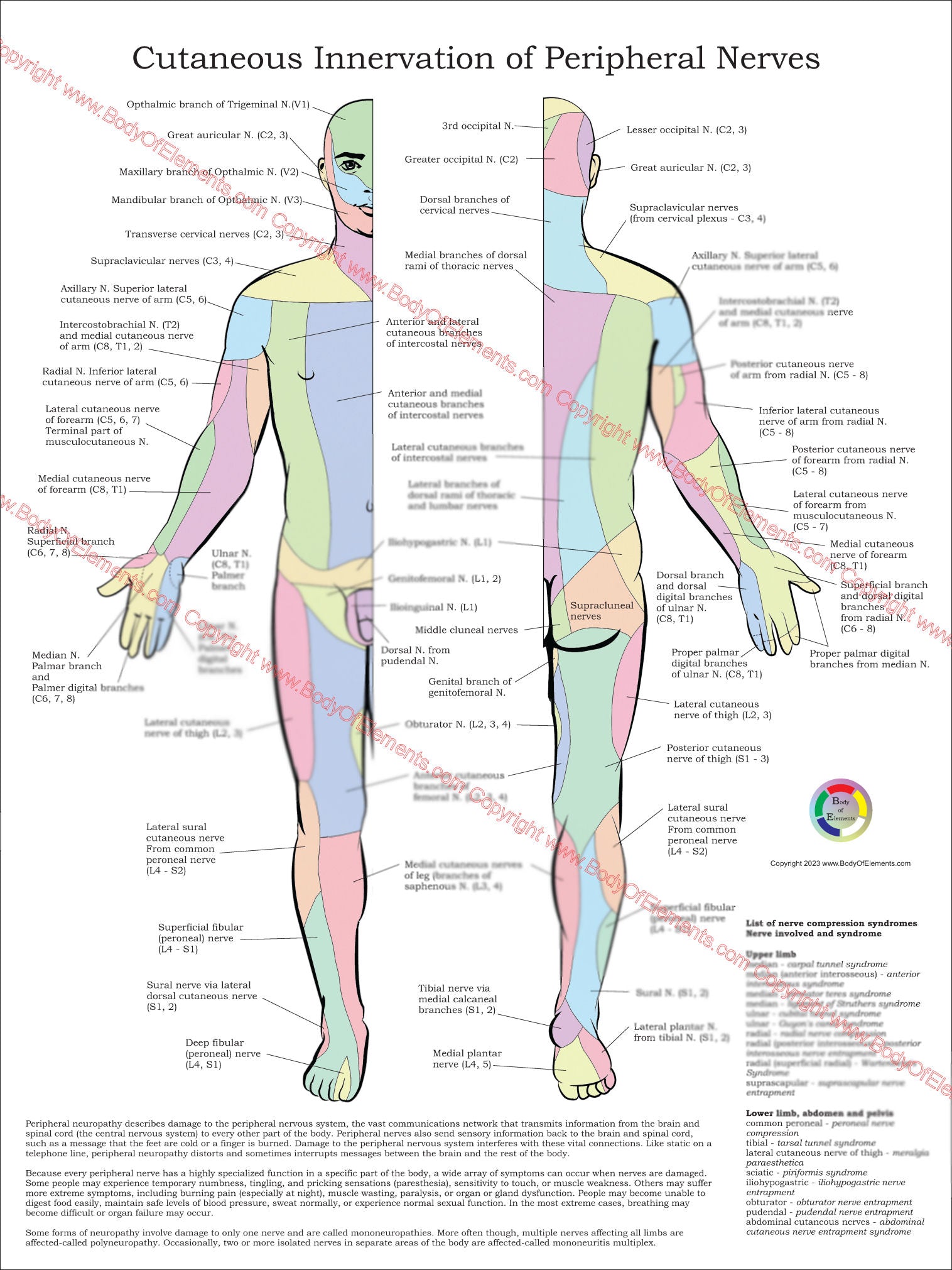 Cutaneous Distribution Cutaneous Innervation of Peripheral Nerves Poster – Body of Elements