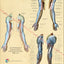 nerve innervations arms anatomical chart