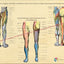 Leg nerve innervation charts