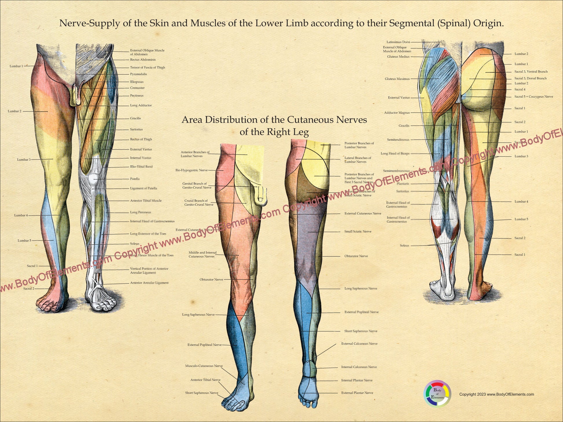 Leg nerve innervation charts