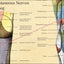 Nerve innervation of the legs