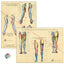 Nerve Innervation Posters