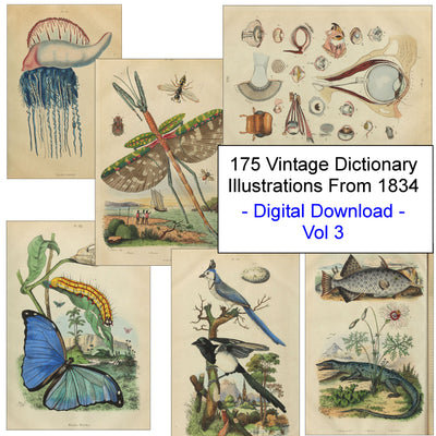 Natural History Dictionary Illustrations Digital Print Download 3