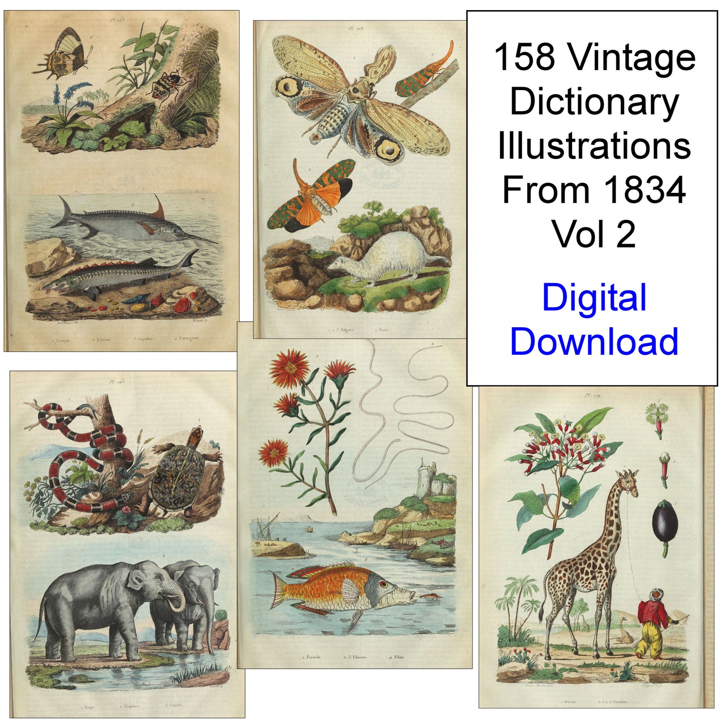 Natural History Dictionary Illustrations Digital Print Download 2