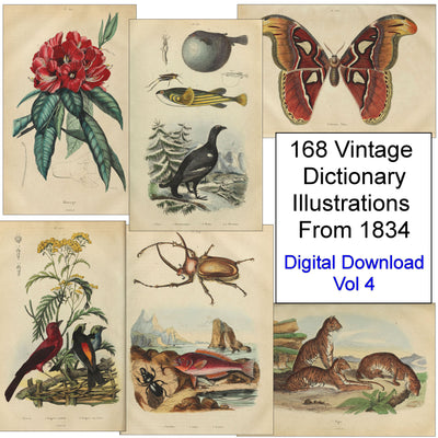 Natural History Dictionary Illustrations Digital Print Download 4