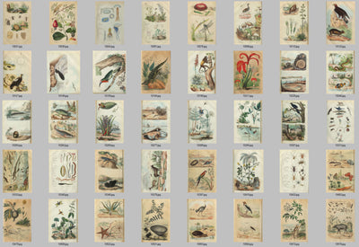 Natural History Dictionary Illustrations Digital Print Download 1