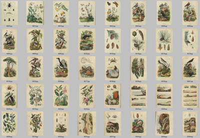 Natural History Dictionary Illustrations Digital Print Download 4