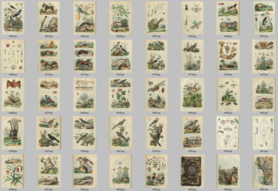 Natural History Dictionary Illustrations Digital Print Download 3