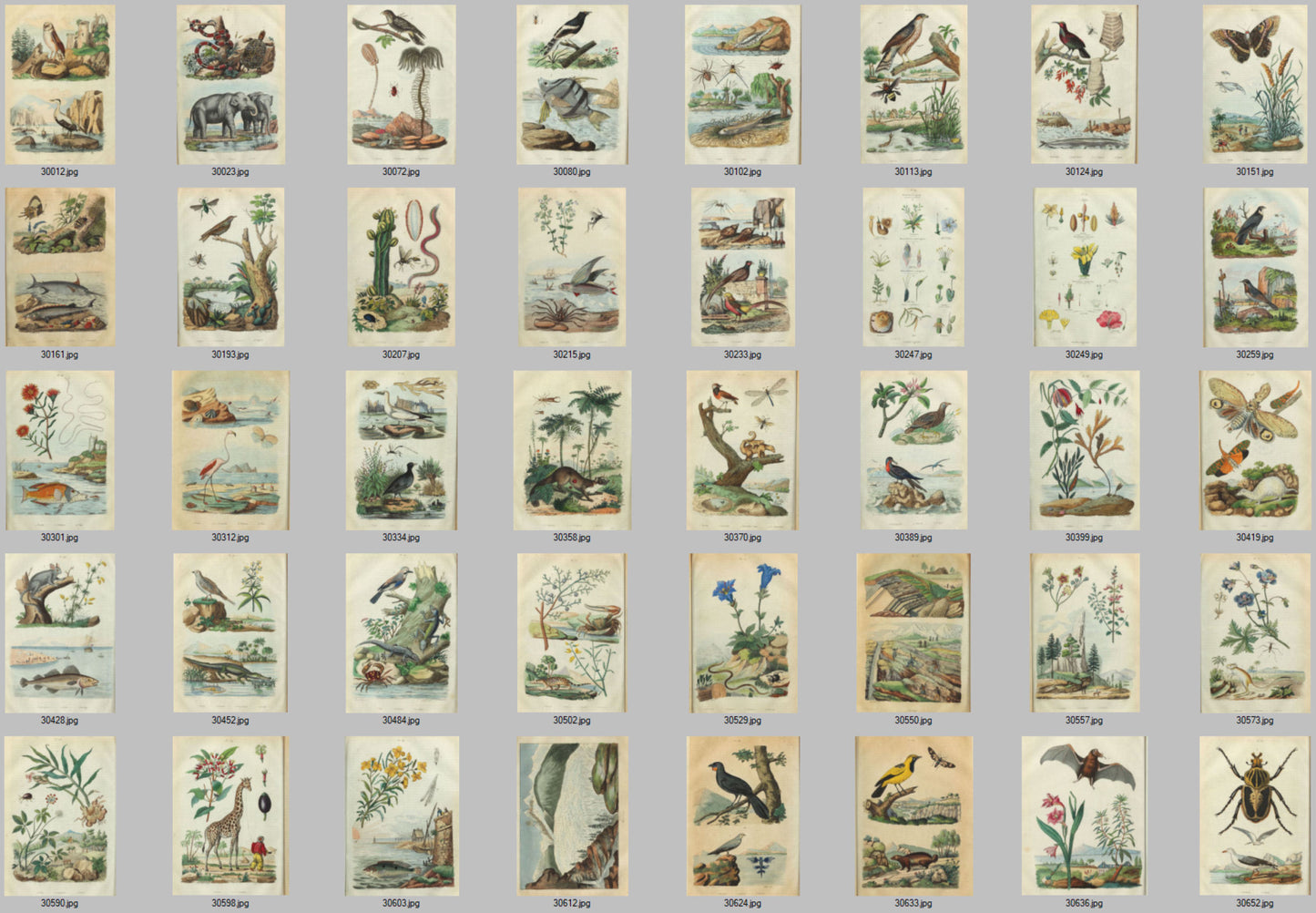 Natural History Dictionary Illustrations Digital Print Download 2