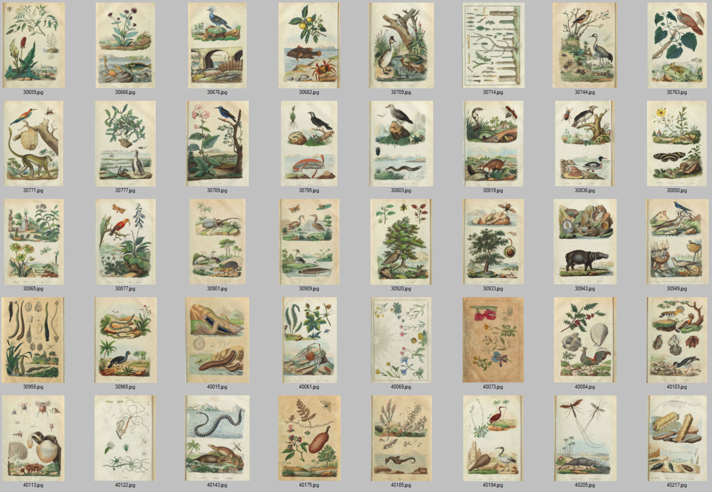 Natural History Dictionary Illustrations Digital Print Download 2
