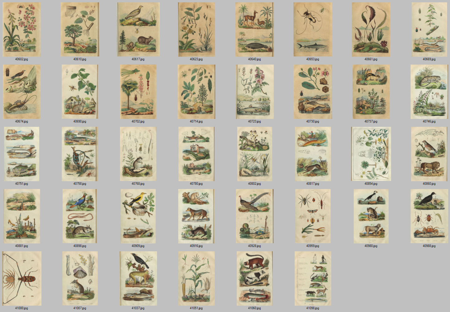 Natural History Dictionary Illustrations Digital Print Download 2