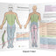 Dermatomes and Myotomes Poster Folded