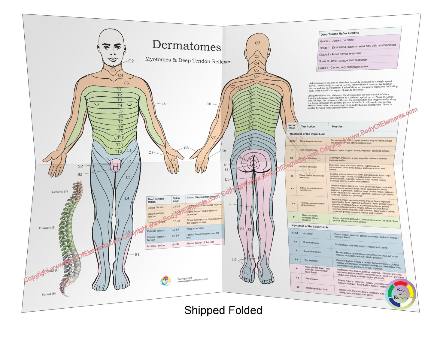 Dermatomes and Myotomes Poster Folded