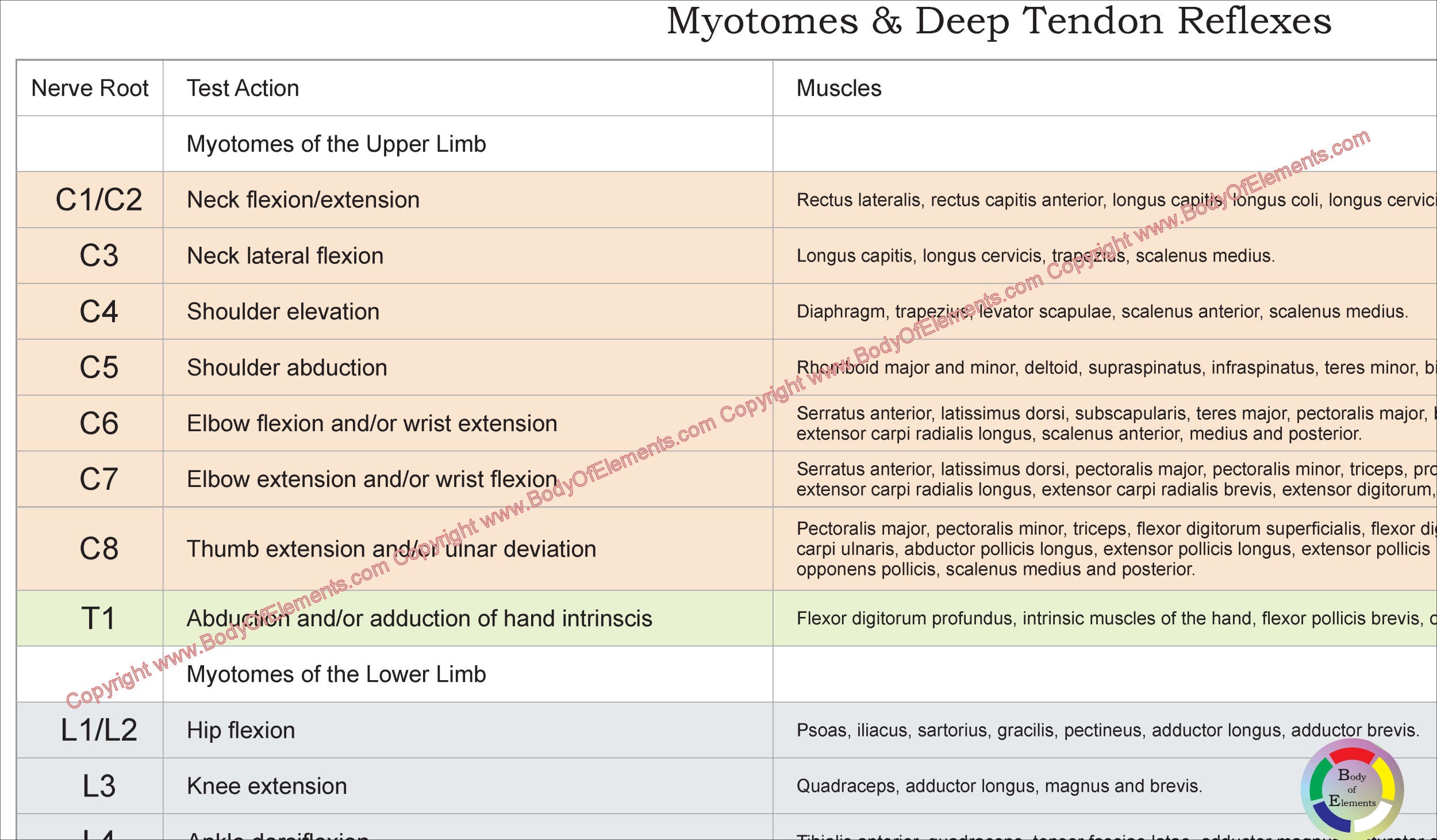 Dermatomes, Myotomes and DTR Study Chart 8.5 X 11 – Body of Elements