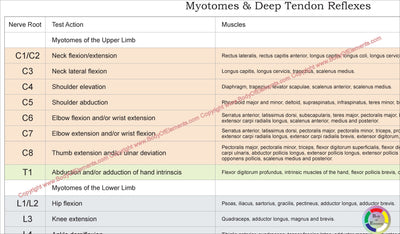 Dermatomes, Myotomes and DTR Study Chart 8.5 X 11