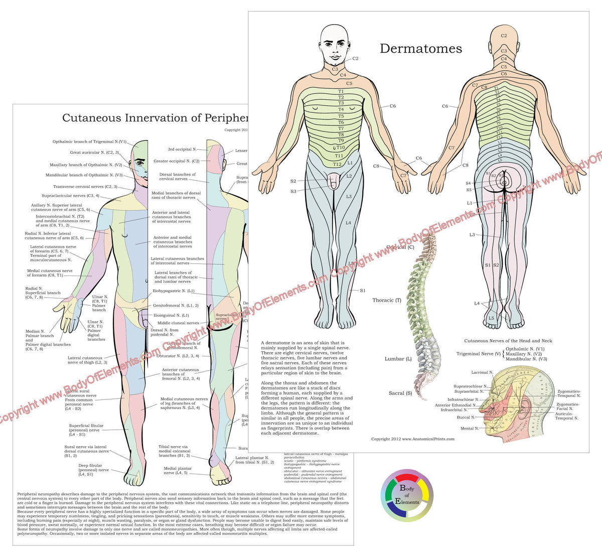Dermatomim Dermatomes Peripheral Nerves Study Chart 8.5 X 11 – Body of Elements