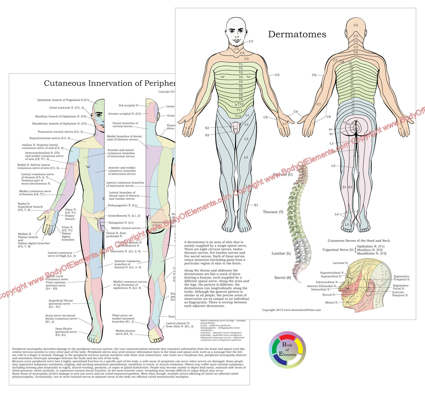 Dermatomes Peripheral Nerves Study Chart 8.5 X 11